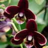 Орхидея Phalaenopsis Brown Sugar, multiflora