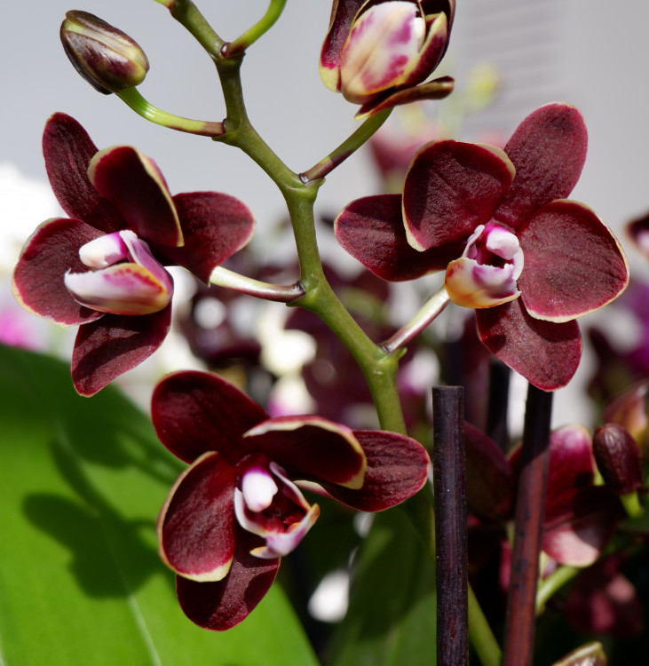 Орхидея Phalaenopsis Brown Sugar, multiflora