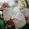 Орхидея Phalaenopsis Radiance (отцвёл)