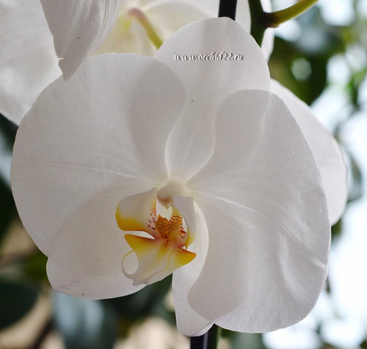 Орхидея Phalaenopsis Ikaria (отцвел)