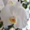 Орхидея Phalaenopsis Ikaria 