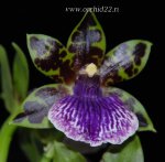 Орхидея Zygopetalum Titanic 