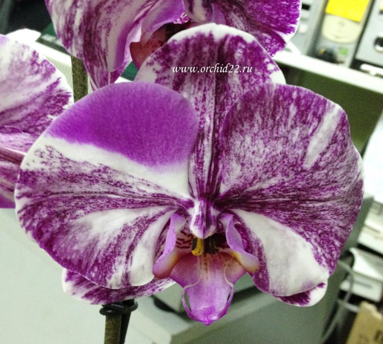 Орхидея Phalaenopsis
