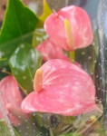 Anthurium Anquila 