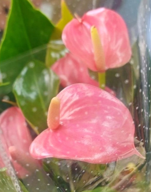 Anthurium Anquila 