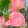 Anthurium Anquila 