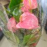 Anthurium Anquila 