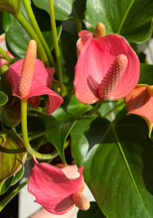 Anthurium Anquila 