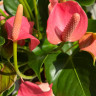 Anthurium Anquila 
