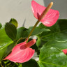Anthurium Anquila 