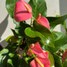 Anthurium Anquila 