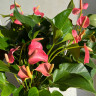 Anthurium Anquila 