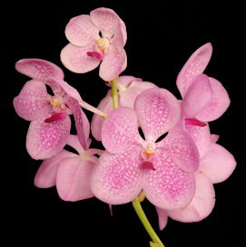 Орхидея Vanda Kultana Ruby x Vanda coerulea, pink  (отцвела)