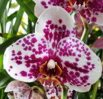 Орхидея Phalaenopsis Tattoo (отцвёл)