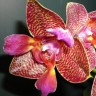 Орхидея Phalaenopsis Joy Fairy Tale (еще не цвёл)