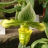 Орхидея Paph. venustum hybrid (еще не цвёл) 