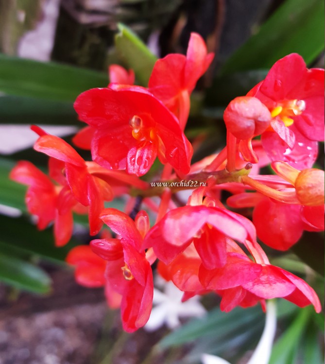 Орхидея Ascocentrum red (отцвёл) 