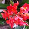 Орхидея Ascocentrum red (отцвёл) 