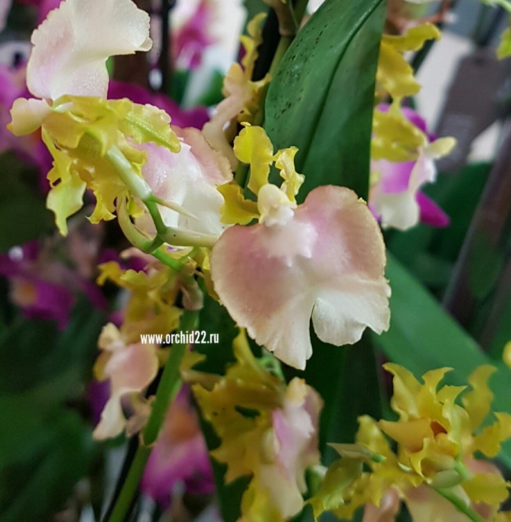 Орхидея Oncidium Pupukea Sunset (отцвел)