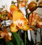 Орхидея Phalaenopsis Las Vegas 