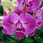 Орхидея Phalaenopsis    