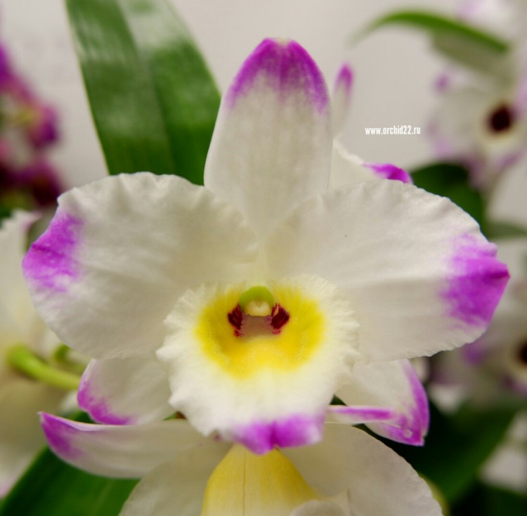 Орхидея Dendrobium nobile (отцвёл, деленка) 
