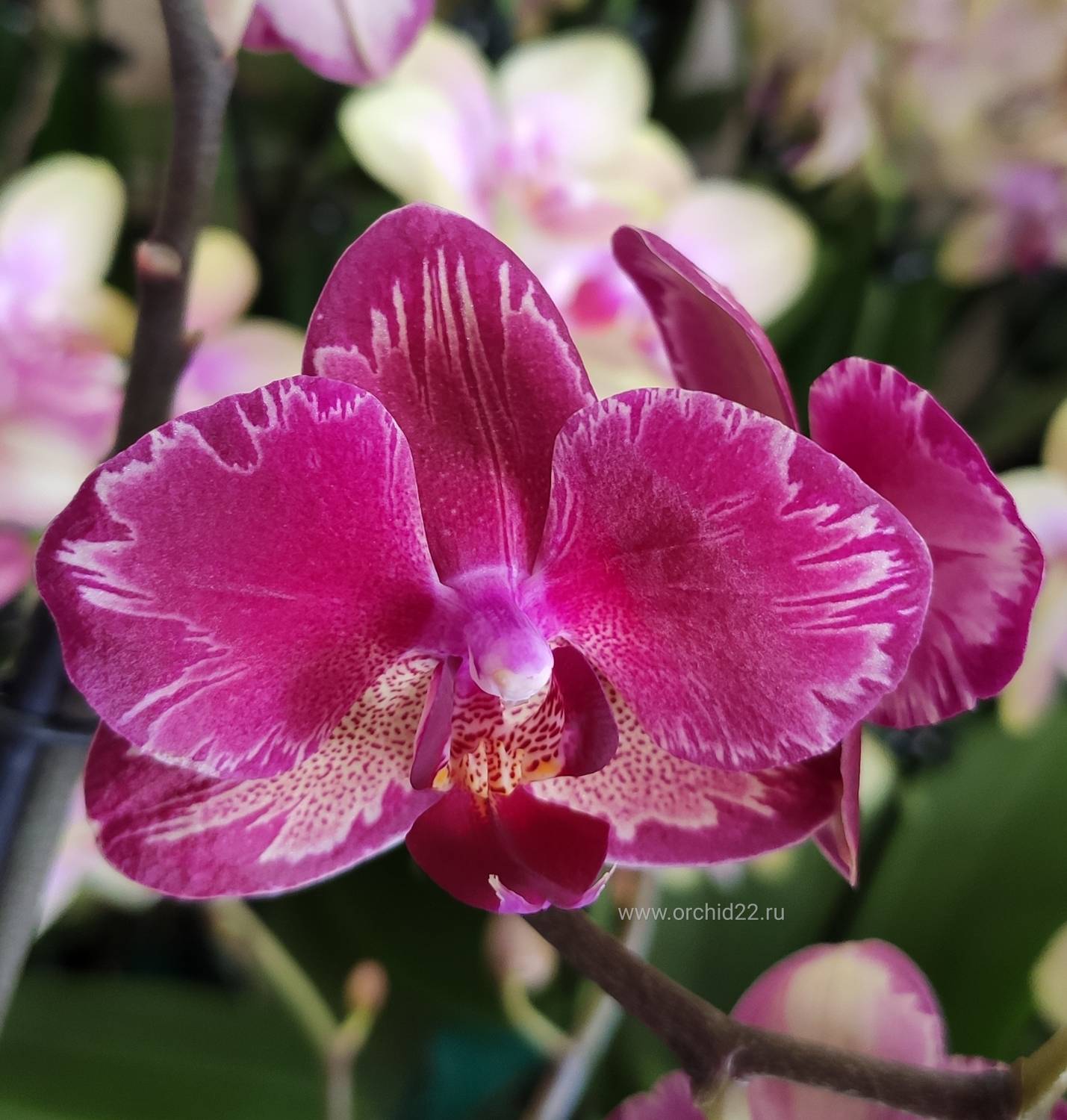 азиатская орхидея купить