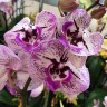 Орхидея Phalaenopsis, big lip 