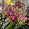 Орхидея Phalaenopsis Rising Sun, multiflora (отцвел)