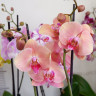 Орхидея Phalaenopsis Midsummer Night 