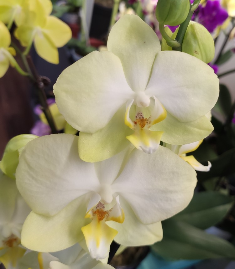 Выращивание Лимонной орхидеи