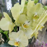 Орхидея Phalaenopsis Mirage