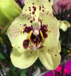 Орхидея Phalaenopsis Albufeira peloric (отцвел)