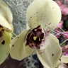 Орхидея Phalaenopsis Albufeira peloric (отцвел)