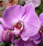 Орхидея Phalaenopsis Saone (отцвел, РЕАНИМАШКА)