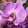 Орхидея Phalaenopsis Saone (отцвел, РЕАНИМАШКА)