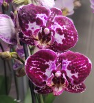 Орхидея Phalaenopsis, multiflora (отцвел, УЦЕНКА)  