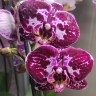 Орхидея Phalaenopsis, multiflora (отцвел, УЦЕНКА)  