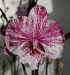 Орхидея Phalaenopsis Chocolate, Big Lip             