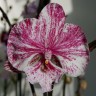 Орхидея Phalaenopsis Chocolate, Big Lip             