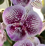 Орхидея Phalaenopsis Big Lip (отцвел, РЕАНИМАШКА) 
