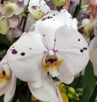 Орхидея Phalaenopsis Kellion 