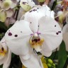 Орхидея Phalaenopsis Kellion (отцвел)
