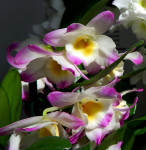 Орхидея Dendrobium nobile Bright Eye 