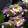 Орхидея Dendrobium nobile Bright Eye 