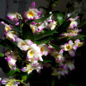 Орхидея Dendrobium nobile Bright Eye 