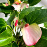 Anthurium Princess Amalia Elegance (отцвел)