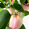 Anthurium Princess Amalia Elegance (отцвел)