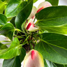 Anthurium Princess Amalia Elegance (отцвел)