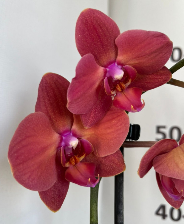 Орхидея Phalaenopsis, midi (цветет, РЕАНИМАШКА*)